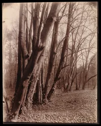 El parque de Saint-Cloud