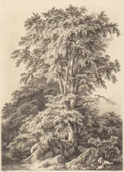Arboleda de hayas