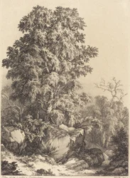 Bosque de hayas