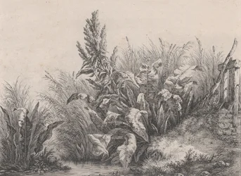 Gran planta de muelle de agua, 1840