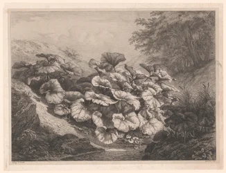 Groot hoefblad Los grandes Coltsfoots Vier grote plant soorten (título de la serie) Las cuatro grandes plantas (título de la serie)