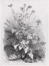 Groups of Various Plants Drawn After Nature:  No. 7