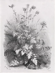 Grupos de varias plantas dibujadas de la naturaleza: No. 7