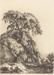 Árbol de Enebro