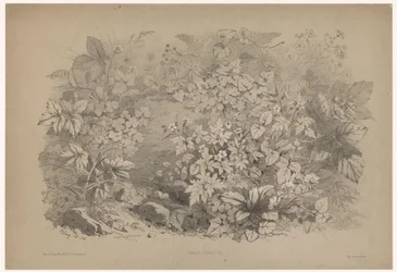 Klaverzuring en geranios
Oxalis, geranio (título en el objeto)
Planten en bloemen (título de la serie)
Guía industrial dibujada del natural y litografiada por Bléry (título de la serie)