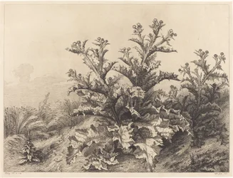 Gran cardo, 1843