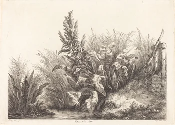 Paciencia de agua, estudio