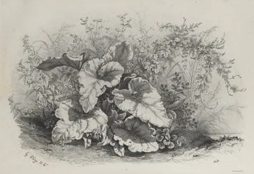Estudio de Plantas del Grupo de Varias Plantas Dibujadas y Litografiadas del Natural..., 1848