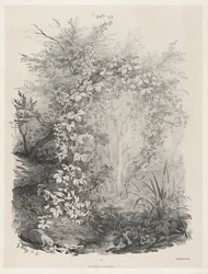 Plantas y hiedras junto a un arroyo