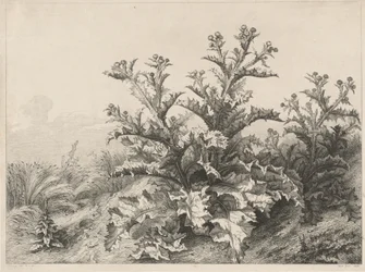 El Gran Cardo, 1843