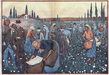 La cosecha de algodón, cerca de Orleanville, en el Valle de Chelif, Argelia. Ilustración de Damblans. En "Le Pelerin" del 23 de febrero