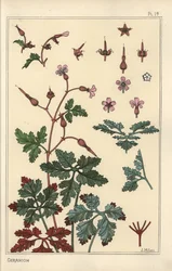 Ilustración botánica de una flor de geranio, pétalos, hojas