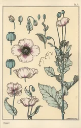 Ilustración botánica de la amapola, con partes de la flor, cápsula de opio