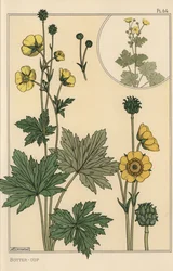 Estudio botánico de la ranúnculo