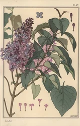 Estudio botánico de lila