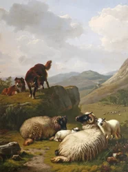Ovejas y perros