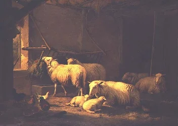 Ovejas y aves de corral en un granero