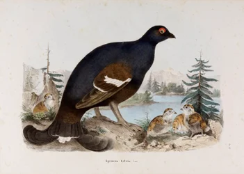Representación del pequeño gallo de brezal o gallo de abedul