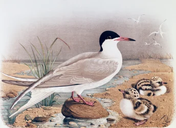 Charrán común (Sterna hirundo), grabado por Oscar Dressler, de Historia Natural de las Aves que anidan en Lombardía, por Eugenio Bettoni (1845-1898), Italia