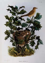 Curruca de jardín (Sylvia hortensis), grabado por Oscar Dressler, de Historia Natural de las Aves que anidan en Lombardía, por Eugenio Bettoni (1845-1898), Italia