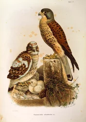 Ilustración de la "Historia Natural de las Aves que Anidan en Lombardía" de Eugenio Bettoni representando al cernícalo vulgar Falco tinnunculus, por Oscar Dressler