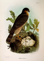 Ilustración de la "Historia Natural de las Aves que Anidan en Lombardía" de Eugenio Bettoni representando al gavilán común Accipiter nisus, por Oscar Dressler