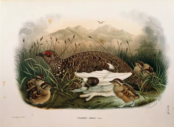 Ilustración de la "Historia Natural de las Aves que Anidan en Lombardía" de Eugenio Bettoni representando al lagópodo alpino Lagopus muta, por Oscar Dressler