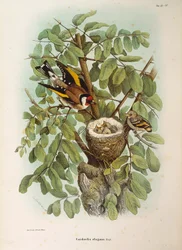 Ilustración de la "Historia Natural de las Aves que Anidan en Lombardía" de Eugenio Bettoni representando al jilguero europeo Carduelis carduelis, por Oscar Dressler
