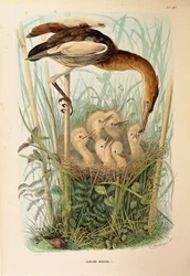 Ilustración de "Historia natural de las aves que anidan en Lombardía" de Eugenio Bettoni representando al Avetorillo común Ixobrychus minutus, por Oscar Dressler
