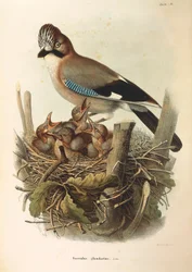 Ilustración de "Historia Natural de las Aves que Anidan en Lombardía" de Eugenio Bettoni representando Arrendajo Euroasiático Garrulus glandarius, por Oscar Dressler