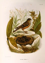 Ilustración de "Historia Natural de las Aves que Anidan en Lombardía" de Eugenio Bettoni representando Acentor Alpino Prunella collaris, por Oscar Dressler
