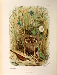 Ilustración de "Historia Natural de las Aves que Anidan en Lombardía" de Eugenio Bettoni representando Curruca zarcera (Sylvia communis o cinerea), por Oscar Dressler