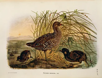 Ilustración de "Historia Natural de las Aves que Anidan en Lombardía" de Eugenio Bettoni representando Polluela pintoja (Porzana porzana), por Oscar Dressler
