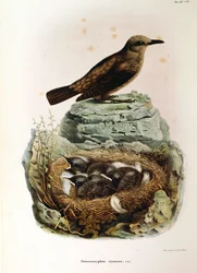 Ilustración de "Historia Natural de las Aves que Anidan en Lombardía" de Eugenio Bettoni representando Roquero solitario (Monticola solitarius), por Oscar Dressler