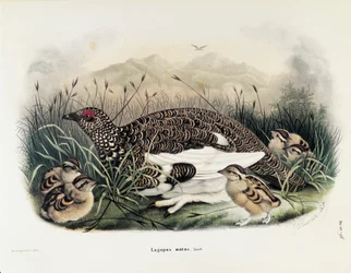 Ilustración de "Historia Natural de las Aves que Anidan en Lombardía" de Eugenio Bettoni representando Perdiz nival (Lagopus muta), por Oscar Dressler