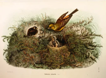 Ilustración de "Historia Natural de las Aves que Anidan en Lombardía" de Eugenio Bettoni representando Escribano cerillo (Emberiza citrinella), por Oscar Dressler