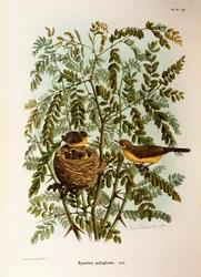 Ilustración de "Historia Natural de las Aves que Anidan en Lombardía" de Eugenio Bettoni representando Zarcero políglota (Hippolais polyglotta), por Oscar Dressler