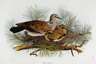 Representación de la paloma (Tórtola)