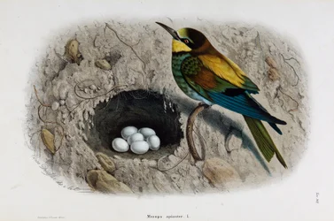 Representación del abejaruco europeo o Merops apiaster