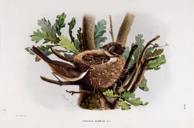 Representación de la Curruca Orfea (Cromolitografía)