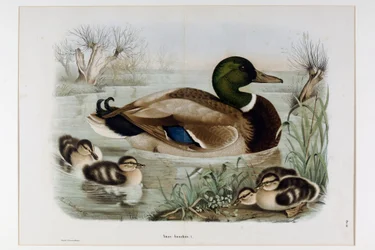 Representación del Pato Real (Anas platyrhynchos) (Cromolitografía)