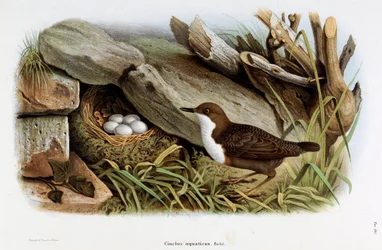 Representación del Mirlo Acuático (Cinclus aquaticus) (Cromolitografía)