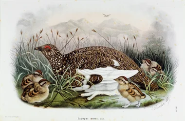 Representación de la perdiz (Perdiz o Lagopus mutus)