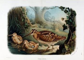 Representación del pico de madera (Scolopax rusticola o Becada) (Cromolitografía)