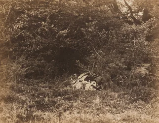 Una roca en el bosque