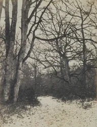 [Bosque de Fontainebleau], ca. 1860