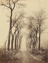 Camino y árboles con escarcha