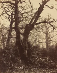 Estudio de árboles, Fontainebleau, 1860