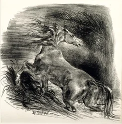 Caballo salvaje