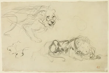 Estudios de leones